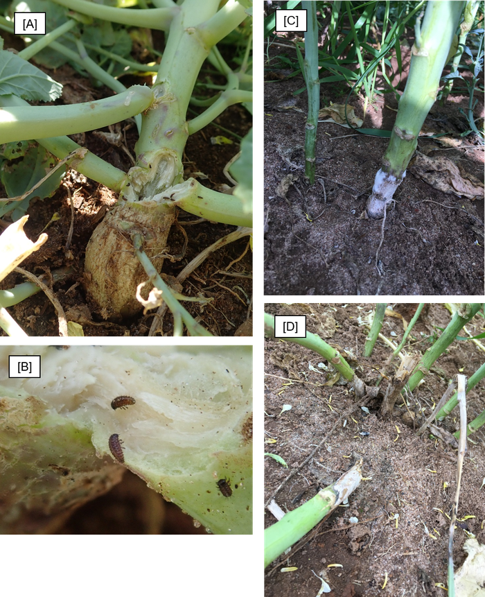 Stalk damage due to frost