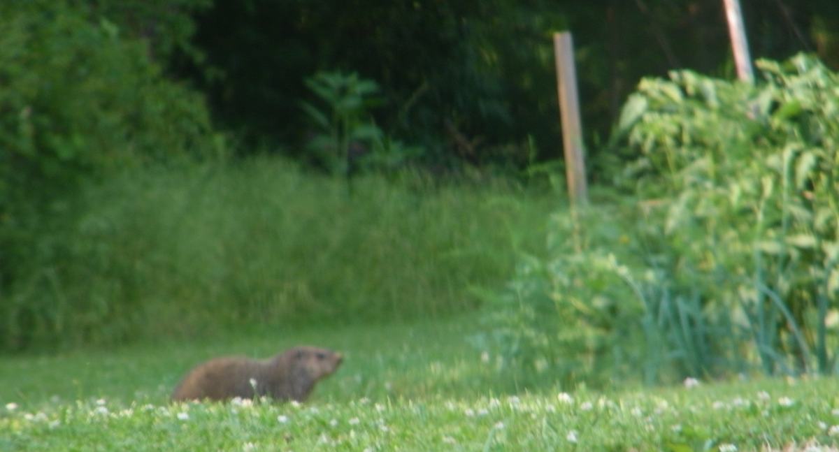 groundhog