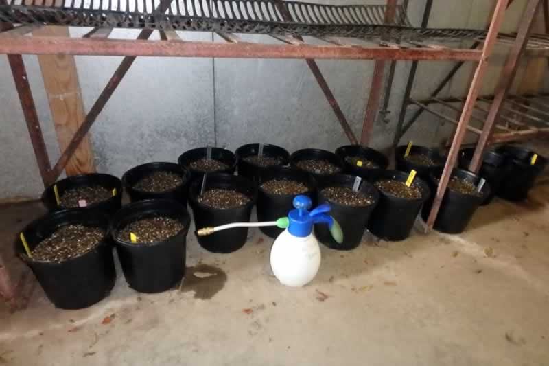 pots with hop seeds and a watering bottle