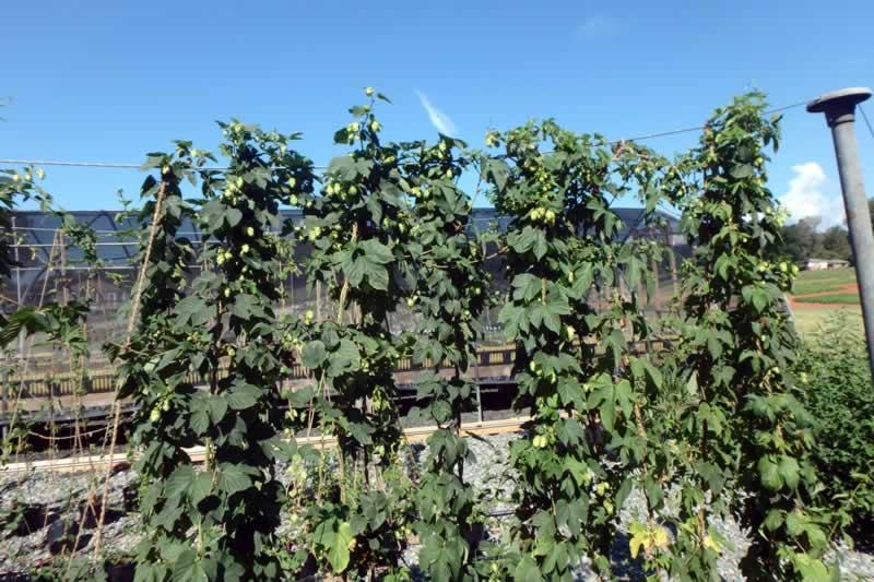 Hops seedlings image