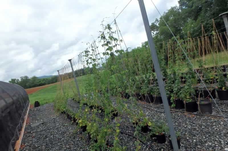 Hops in pots image