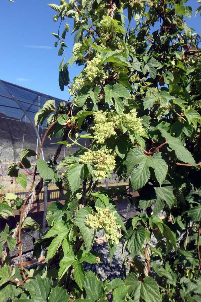 Male hops flowers image