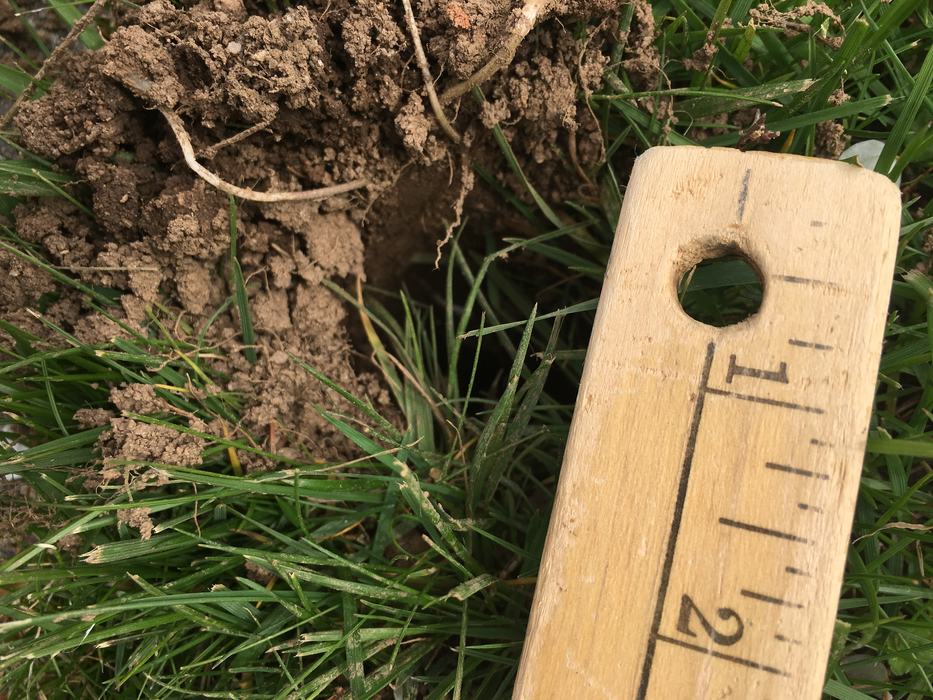 hole in yard