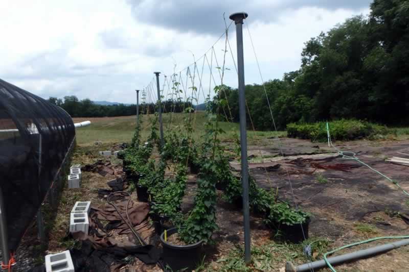 pot grown hops image