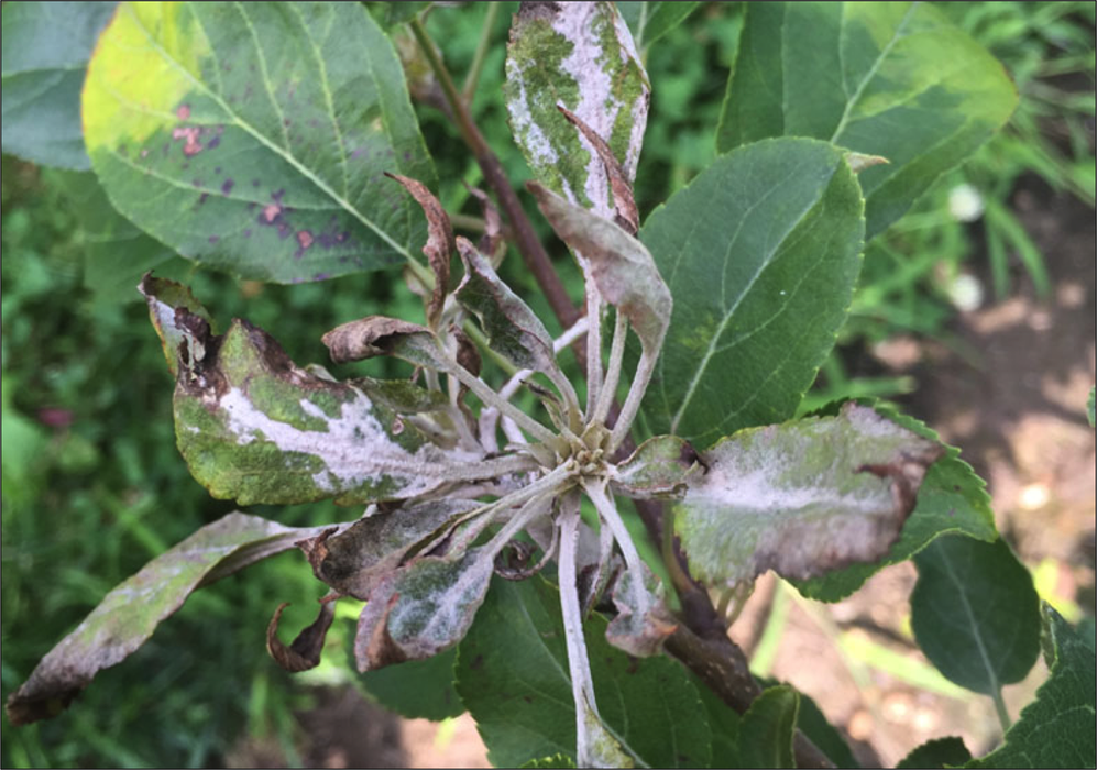 Primary powdery mildew infection on apple