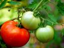 Cluster of three tomatoes on a vine: one ripe red and two unripe green