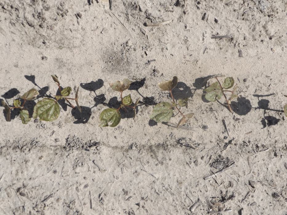 treated leaf