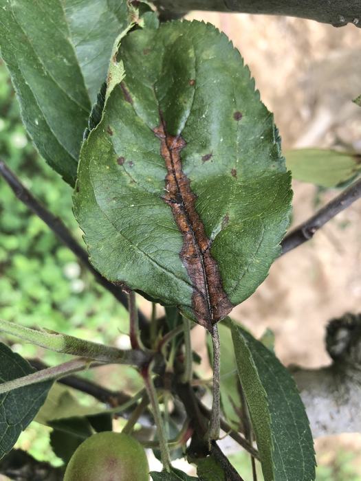 fire blight
