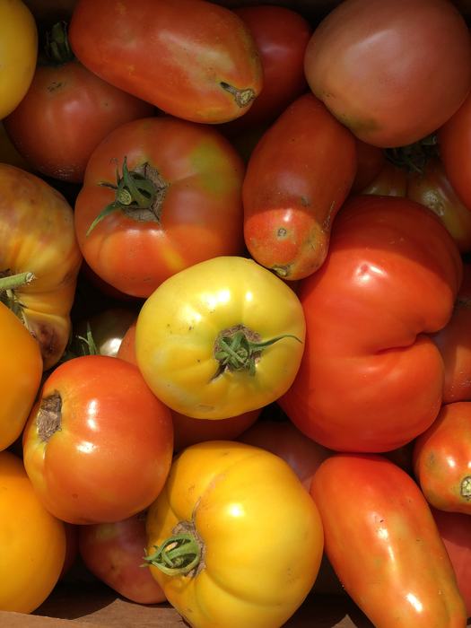 A box of mixed tomato varieties. Photo: Celine Richard
