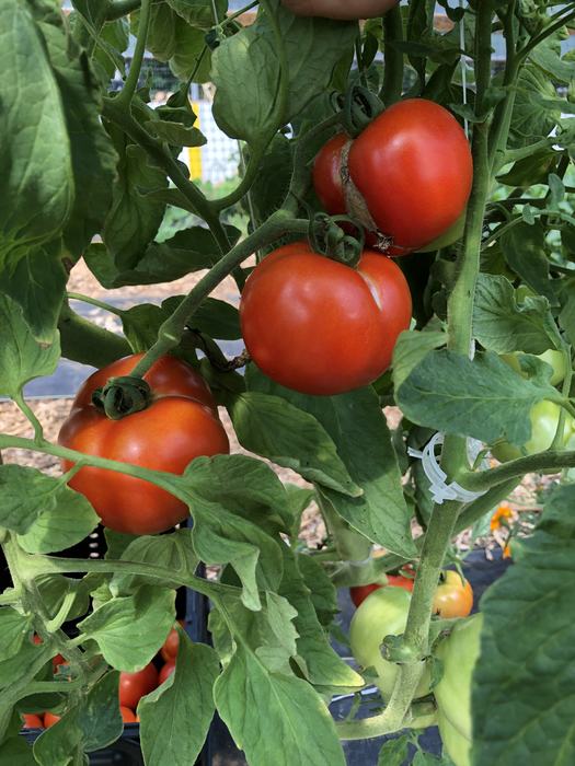 Red ripe tomatoes clustered on a vine among green leaves in a garden