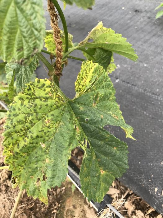 close up downy mildew lesions hop leaf