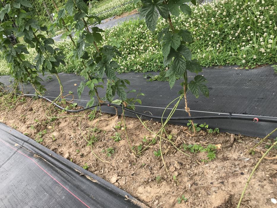 stripped bines hops