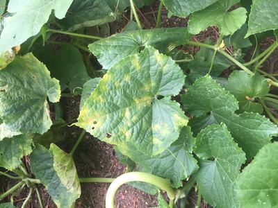 Cucumber plant leaves with yellow spots, some leaf edges damaged and small holes