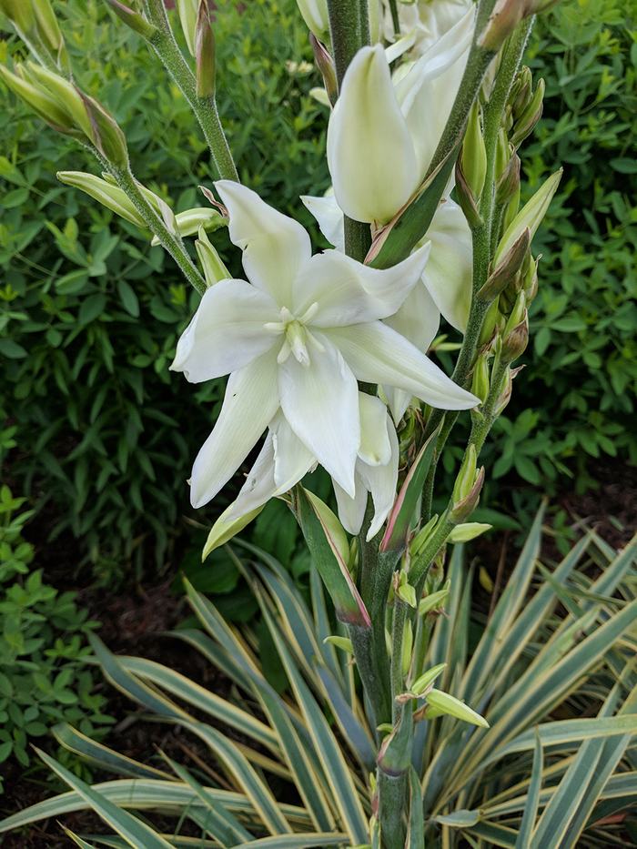Yucca and wild indigo. 