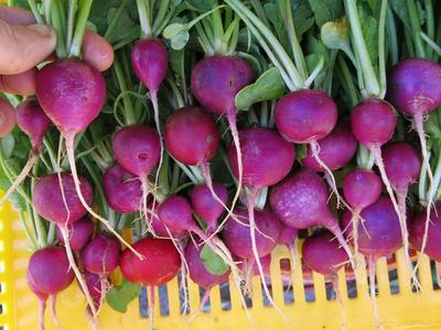 Amethyst radish