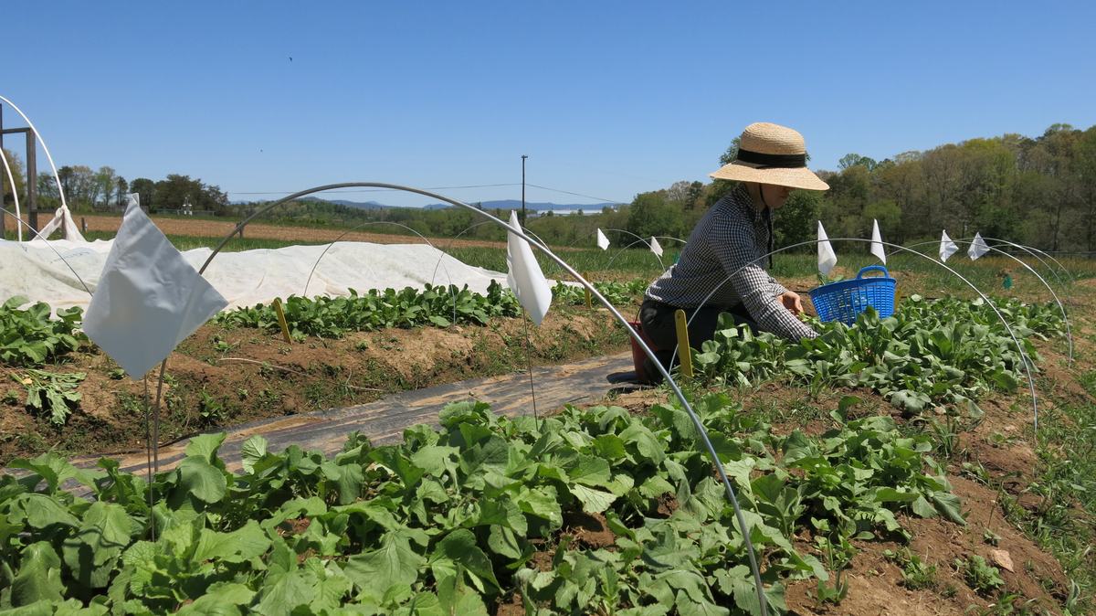 Harvesting the radish trials image