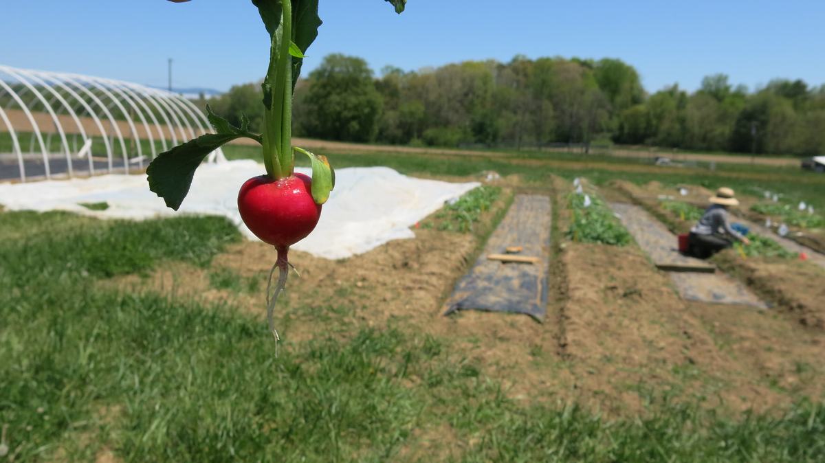 Freshly harvested spring radish image