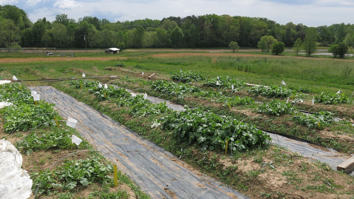 The radish study at harvest time image