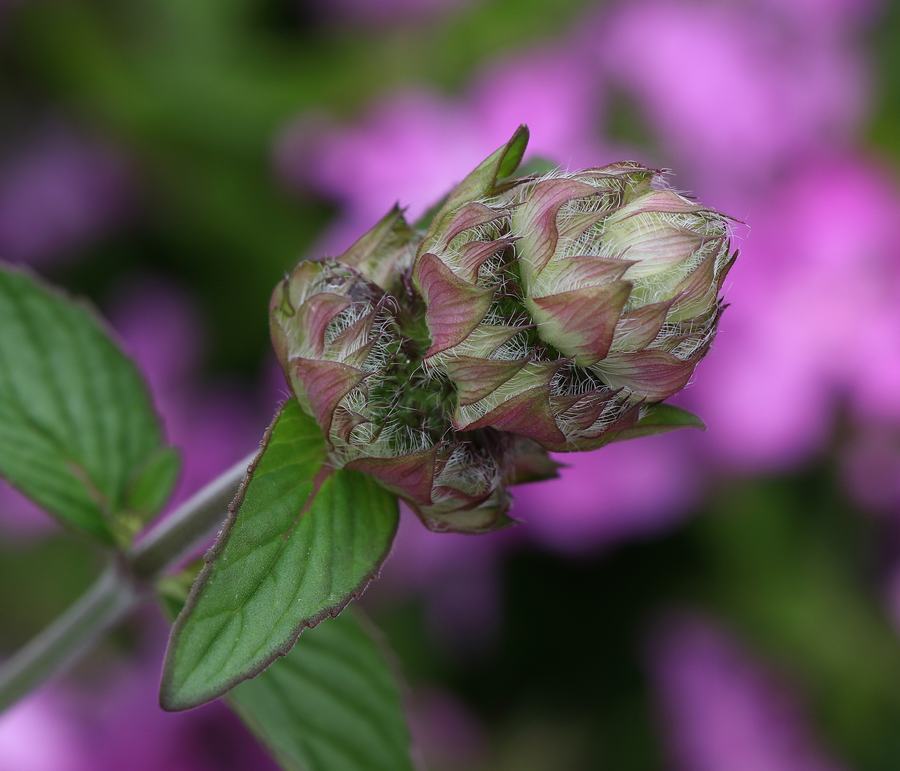 Downy wood mint and phlox.
