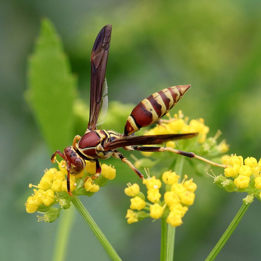 Paper wasp foraging on golden alexander. 