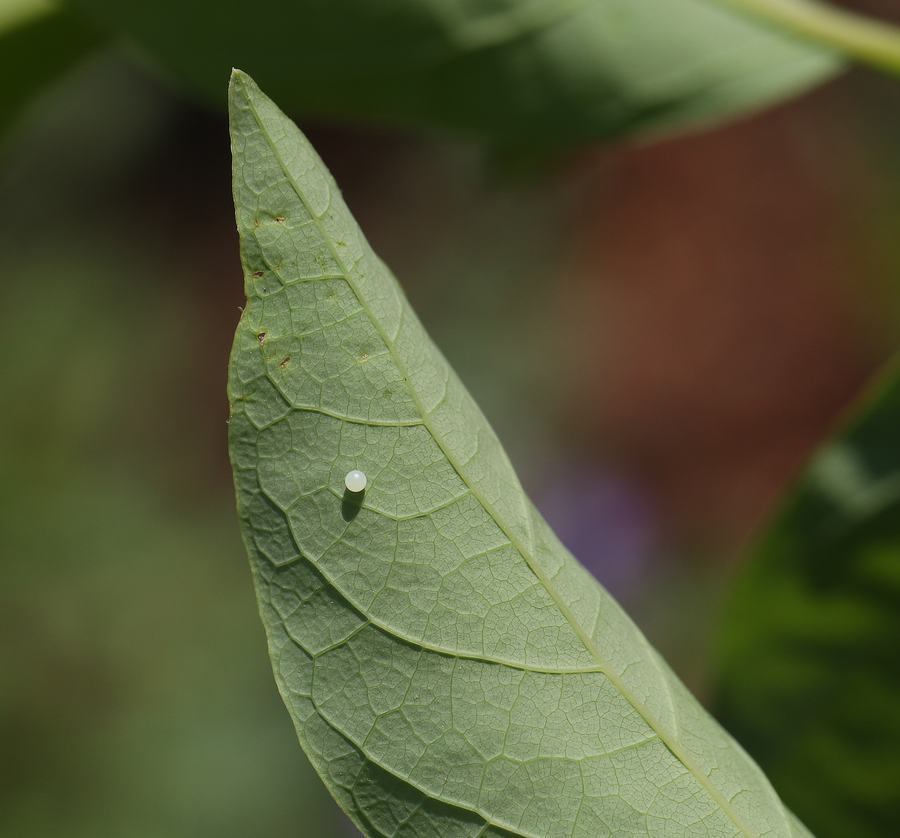 Spicebush swallowtail butterfly egg on spicebush. 