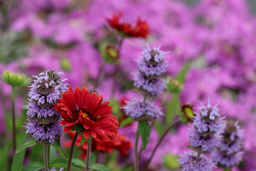 Blanketflower, downy wood mint, and phlox. 