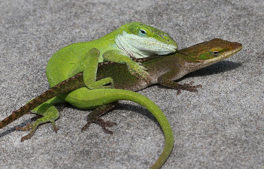 Carolina anoles mating in the pollinator garden. 