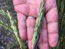 Hand holding wheat head with a striped caterpillar on the spikelet