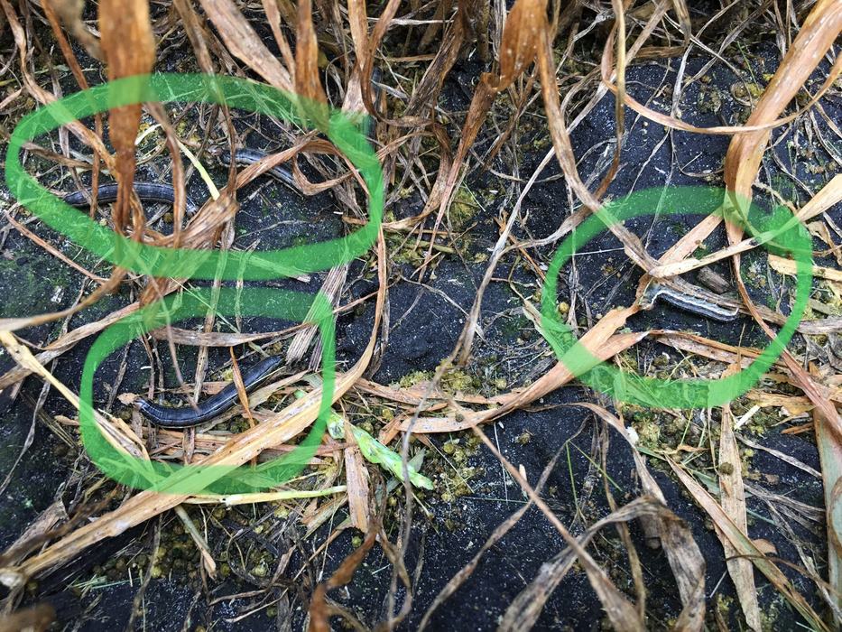 True armyworm larvae image