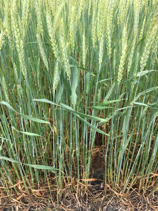 Defoliation of leaves from true armyworm image