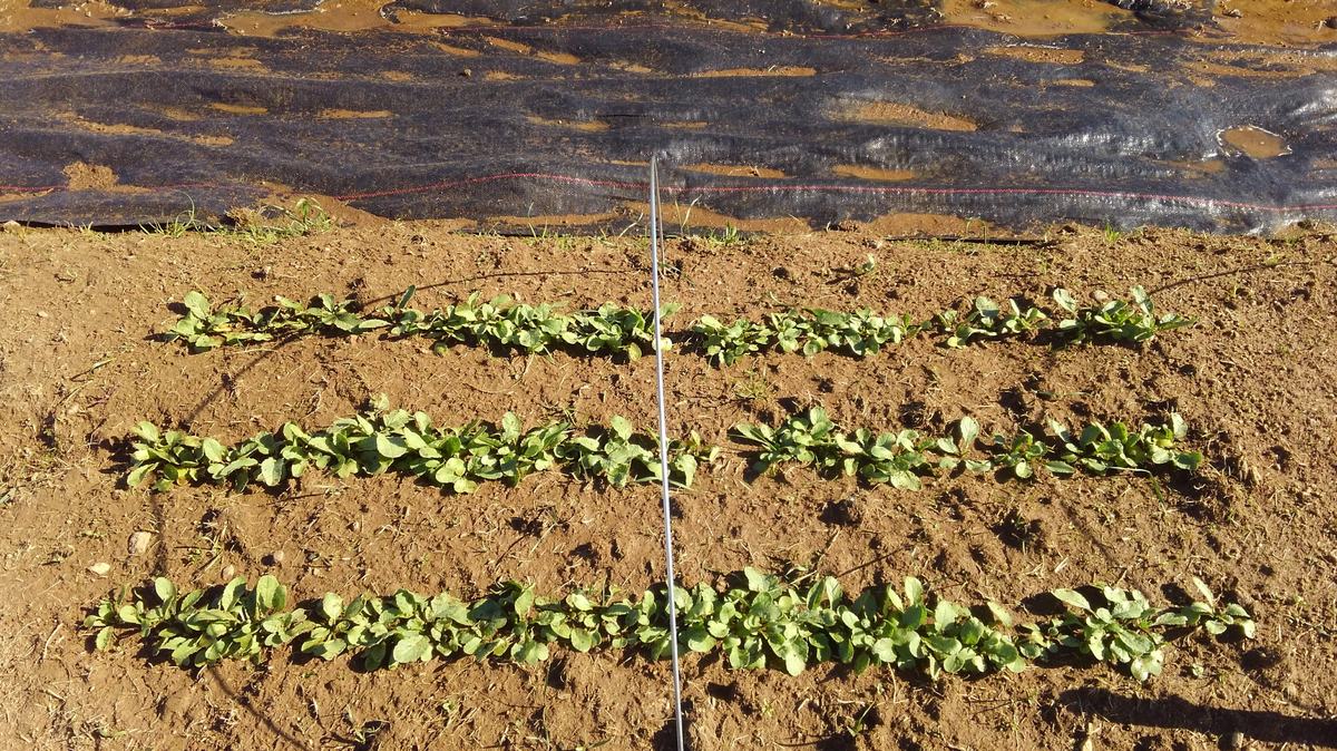 Radishes after one month of growth image