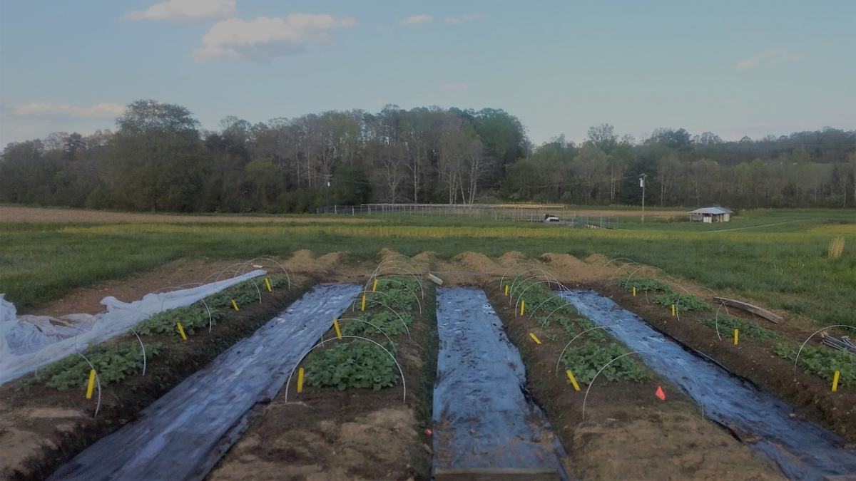 Trial site at the end of April image