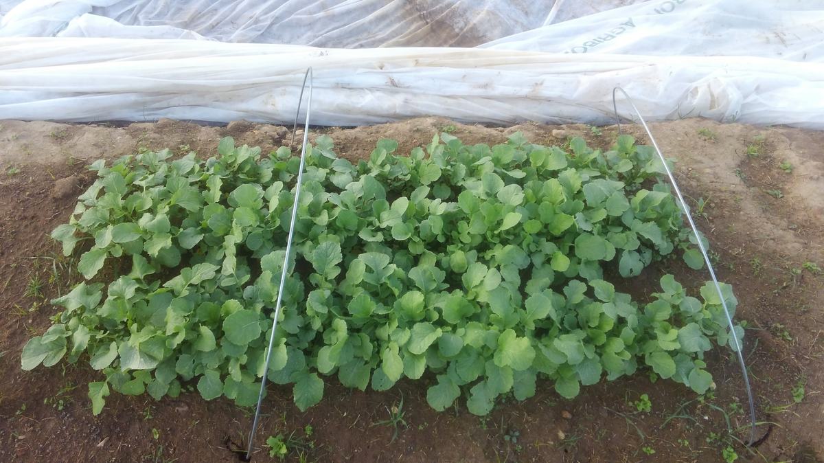 Plants bulbing up in late April image