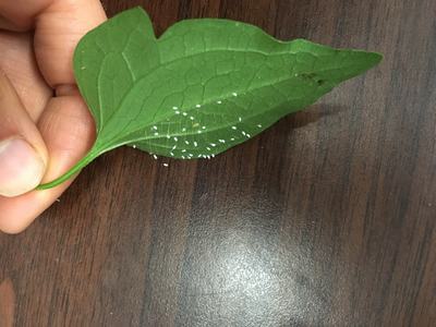 Green leaf underside held by fingers with small white egg-like specks along veins