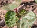 Seedling with four glossy, wrinkled green leaves and a reddish stem in dry soil
