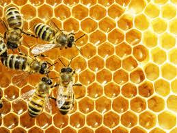 bees