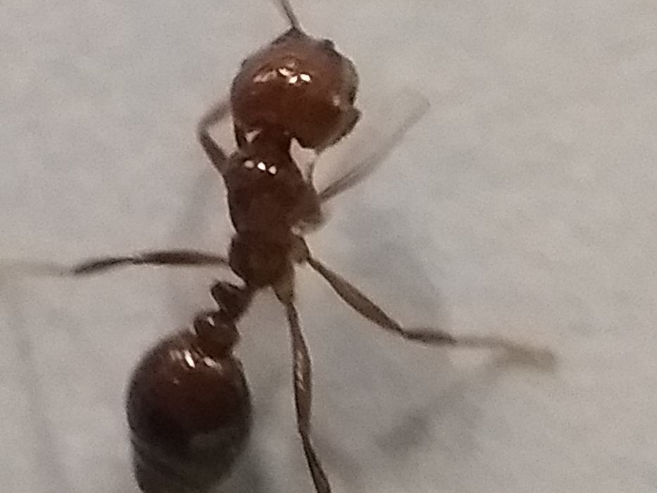 Fire Ant