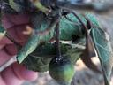 diseased leaves