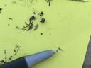 Yellow sticky card with potato leafhopper. Photo: Danny Lauderdale, NCSU Extension.