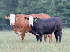 Two cows, one brown and one black, standing in a grassy pasture with trees behind