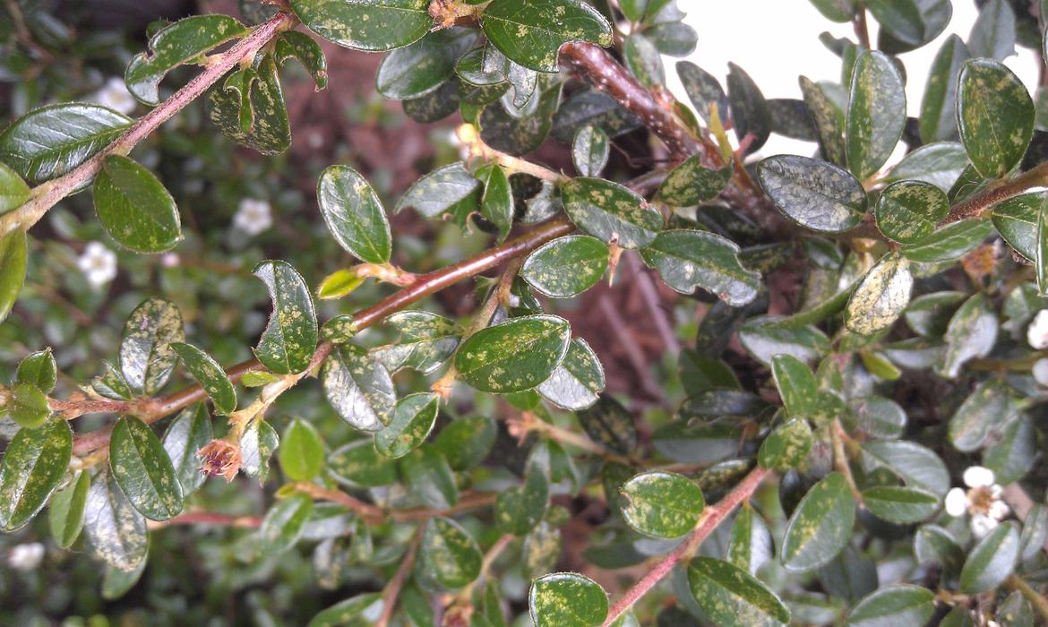 Hawthorn lace bug damage on cotoneaster. Photo: SD Frank