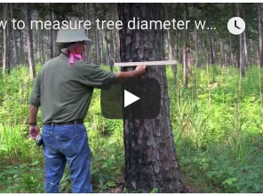 Forestry video