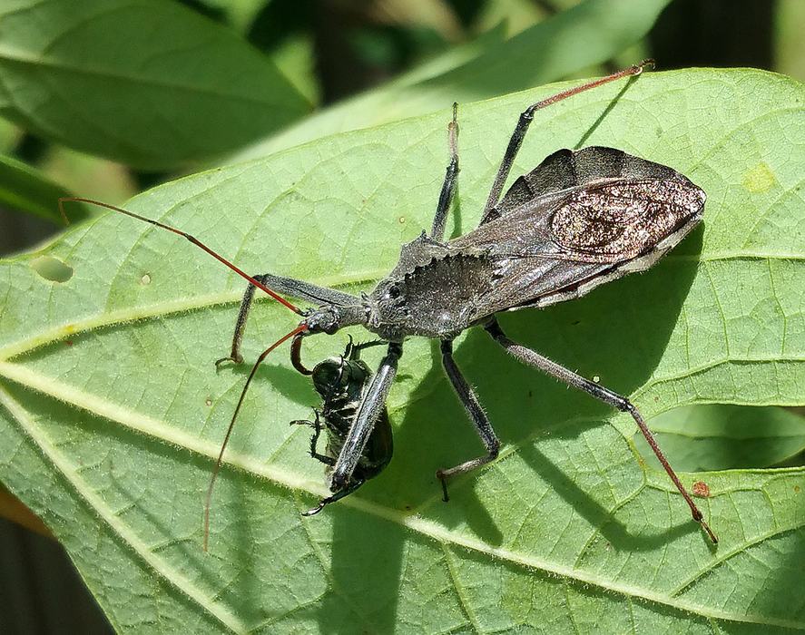 Adult wheel bug feeding on a Japanese beetle. 