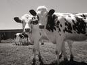 Two Holstein cows standing in a fenced grassy pasture with other cows behind them