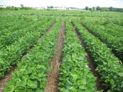 Image of organic garden