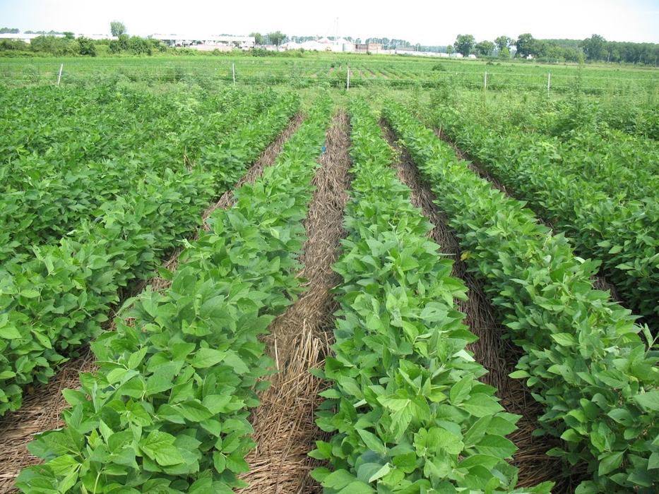 Image of organic garden