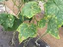 Cucumber plants with yellow and brown leaf spots trained on strings over a plastic-covered bed