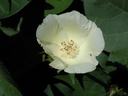 Single white flower with central stamens against dark green leaves