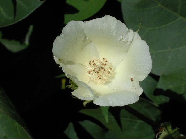 dirty bloom