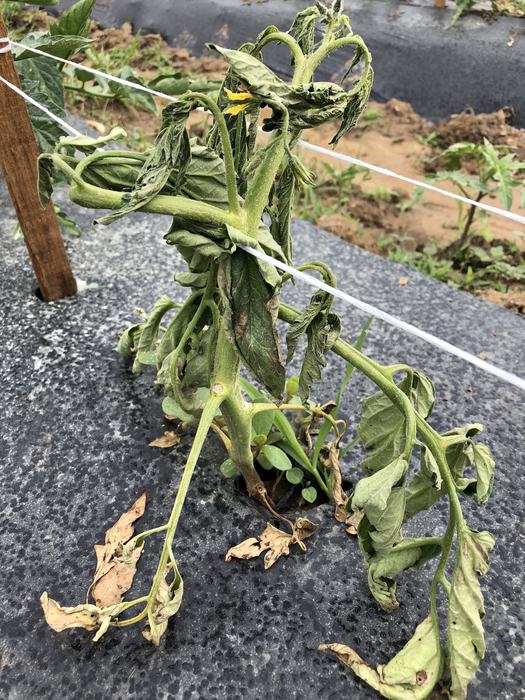 Phytophthora causing stem lesion and plant collapse on tomato